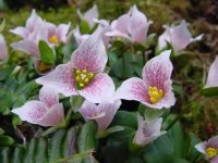 Gorgeous pink spotted white flowers